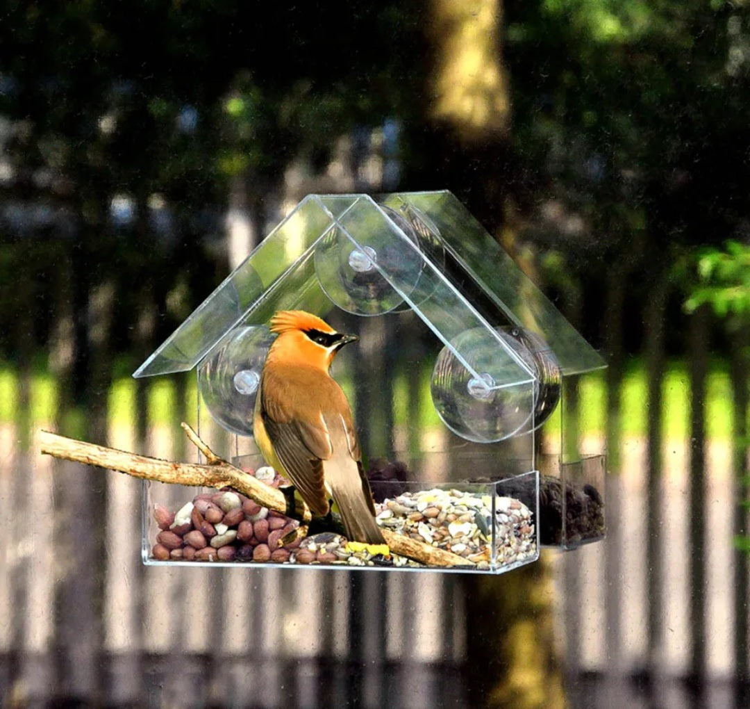 Window bird feeder