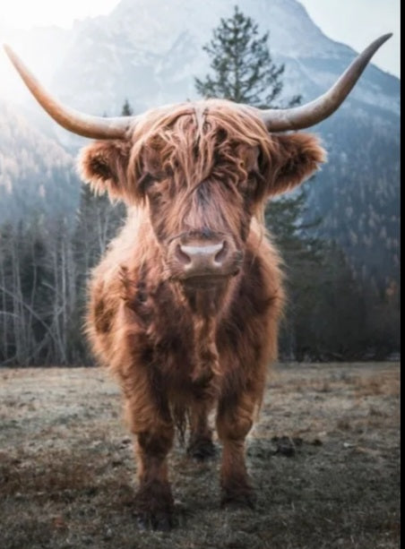 Highland cow poster